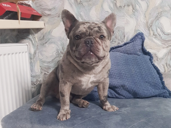 Perros Bulldog Francés en venta