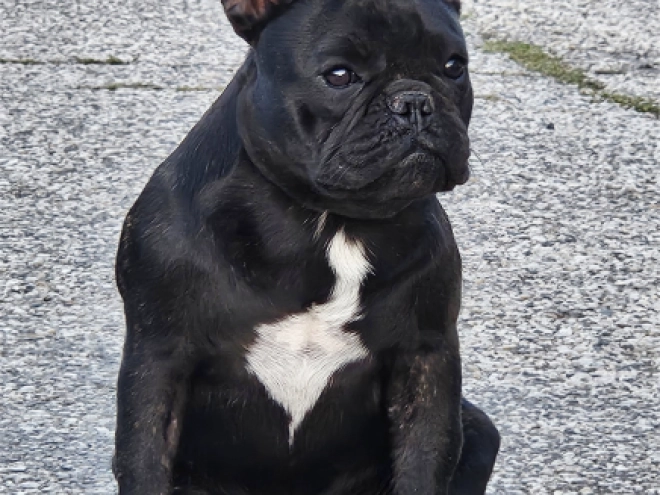 French Bulldog puppy for sale