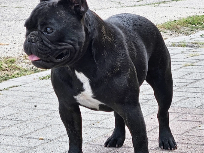French Bulldog puppy for sale
