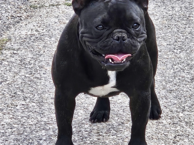 French Bulldog puppy for sale