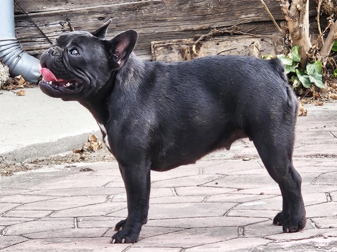 French Bulldog puppy for sale
