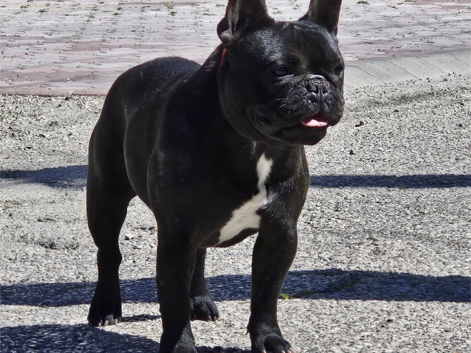 French Bulldog puppy for sale