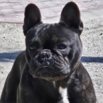 Annie, brindle French Bulldog for sale