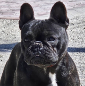 French Bulldog puppy for sale