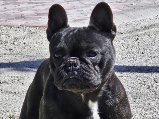 French Bulldog puppy for sale