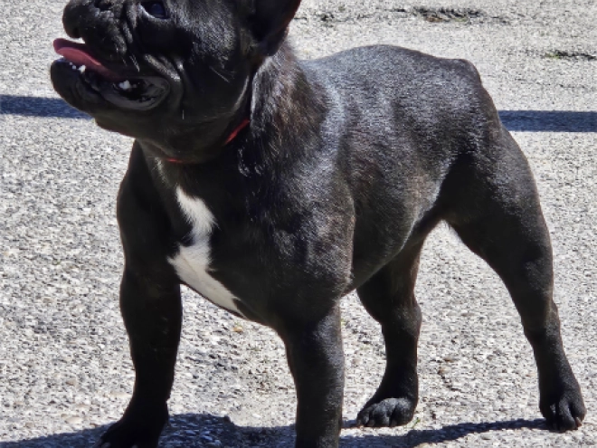 French Bulldog puppy for sale