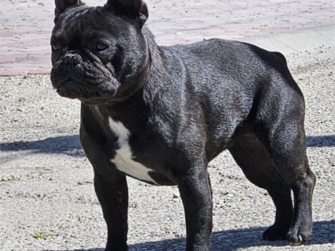 French Bulldog puppy for sale