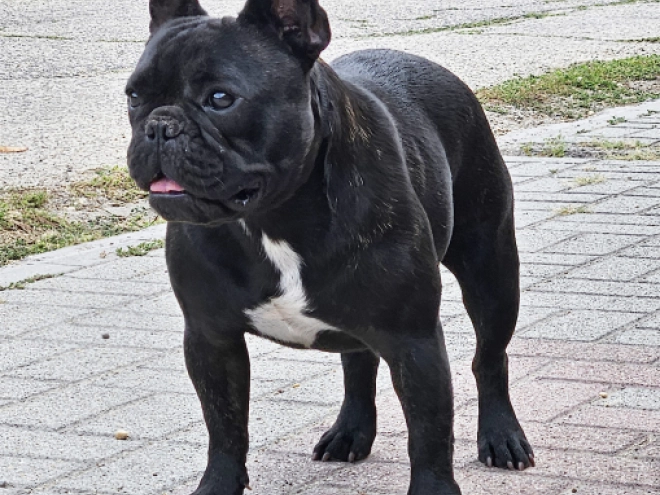 French Bulldog puppy for sale