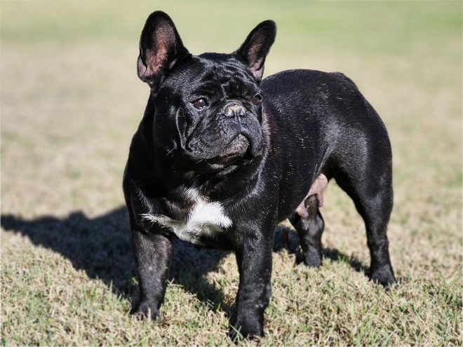French Bulldog puppy for sale
