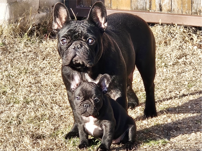 French Bulldog puppy for sale