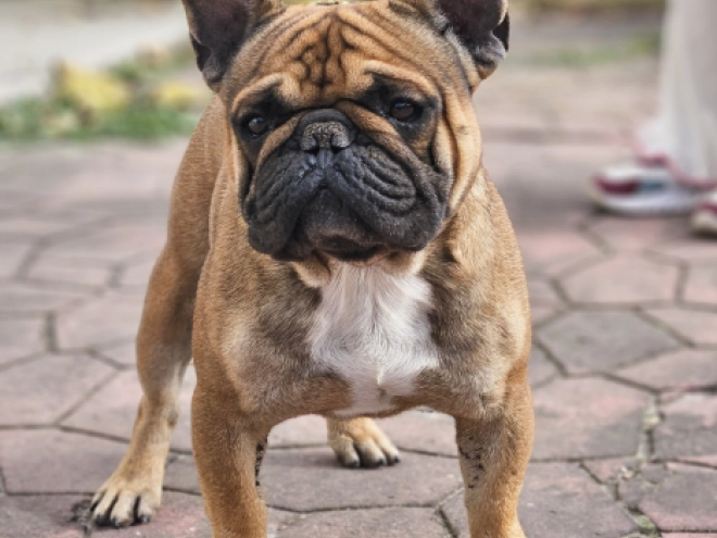 French Bulldog puppy for sale