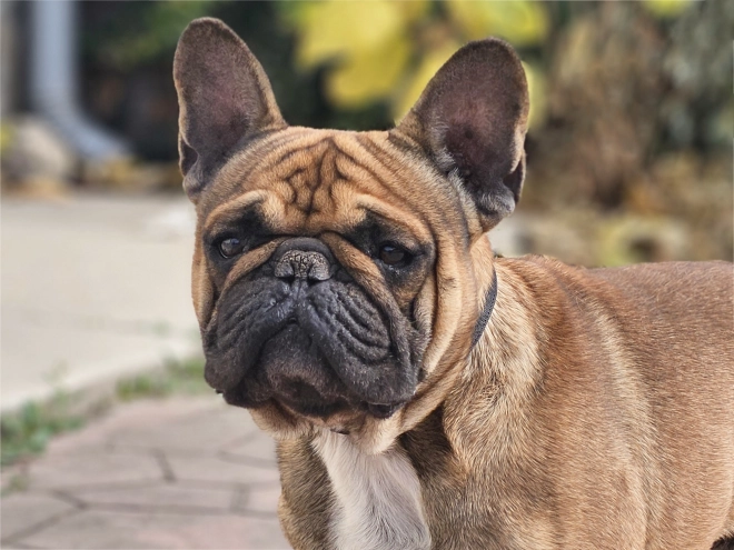 French Bulldog puppy for sale