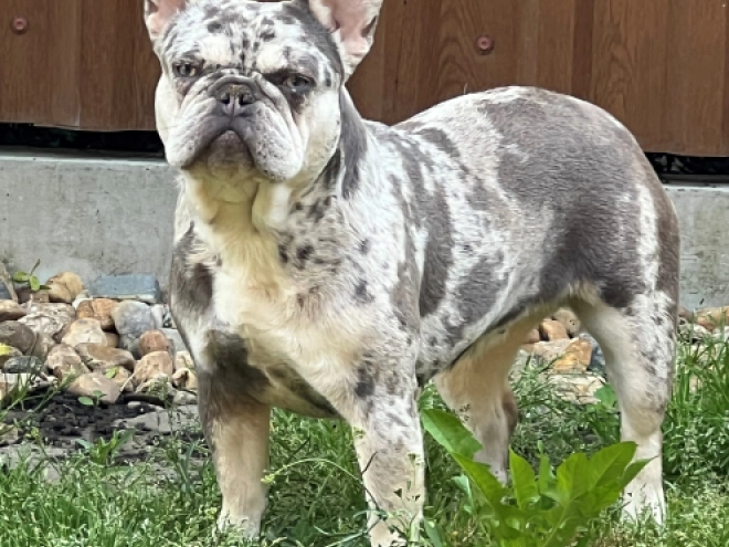 Französische Bulldogge Welpe kaufen