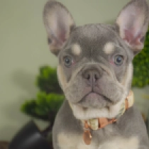 Perros Bulldog Francés en venta