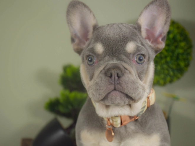 Französische Bulldogge Welpe kaufen