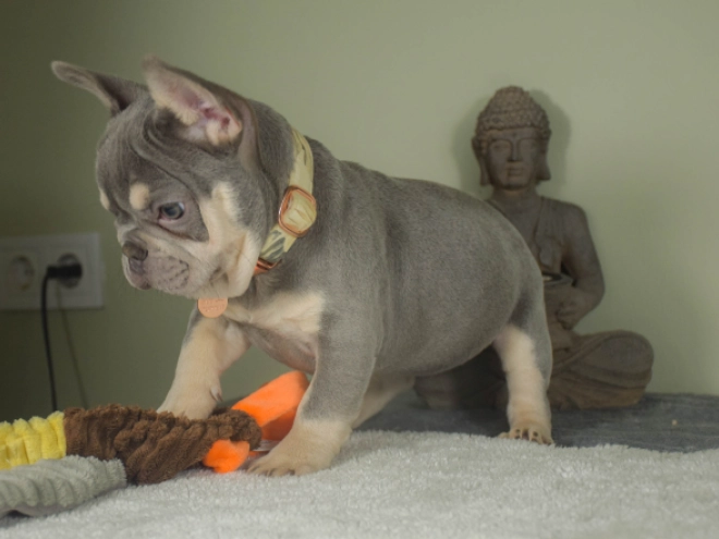 Französische Bulldogge Welpe kaufen
