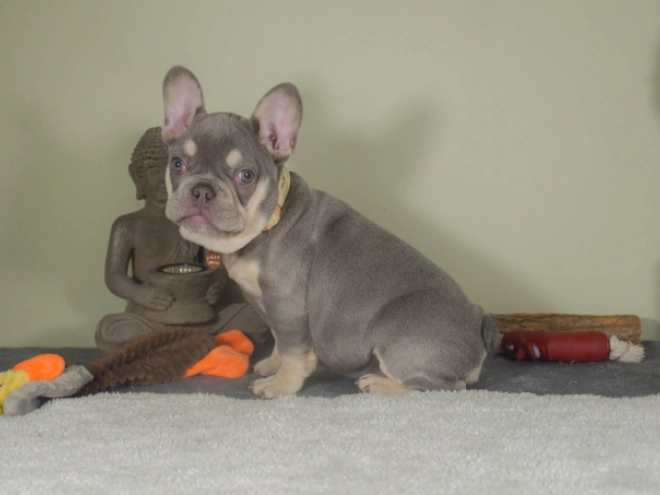 Französische Bulldogge Welpe kaufen