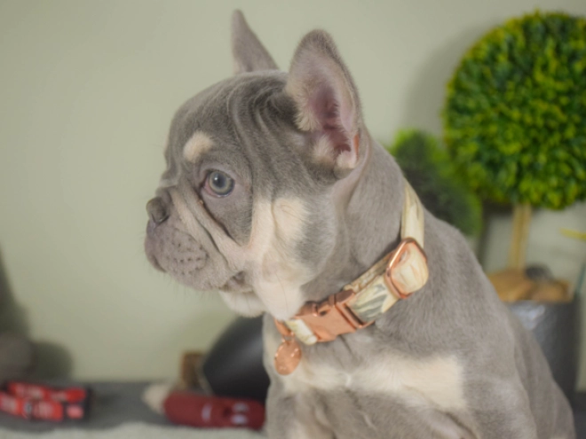 Französische Bulldogge Welpe kaufen