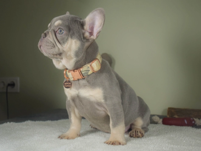 Französische Bulldogge Welpe kaufen