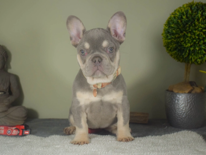 Französische Bulldogge Welpe kaufen