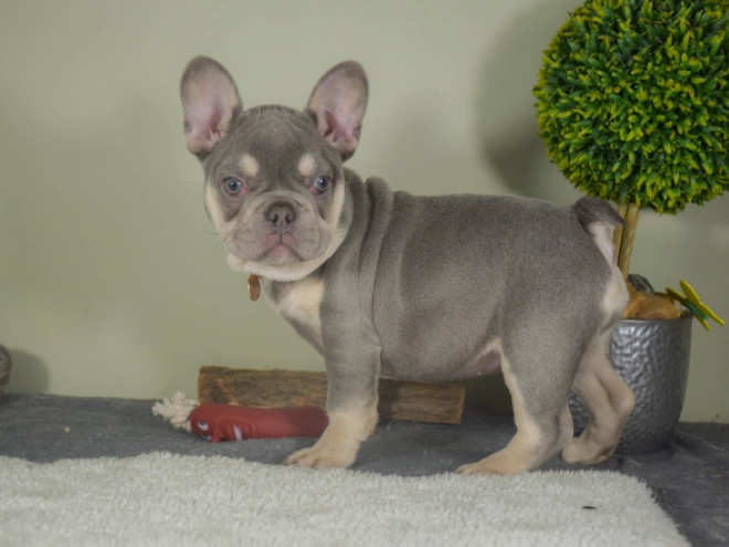 Französische Bulldogge Welpe kaufen