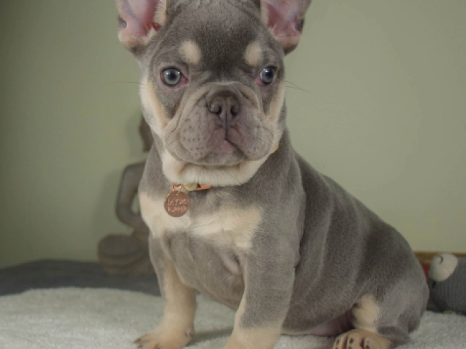Französische Bulldogge Welpe kaufen