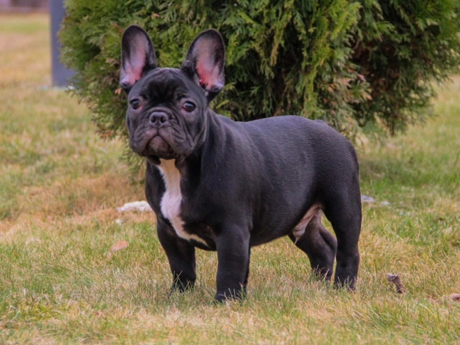 French Bulldog puppy for sale