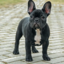 Zecudas, black and white Französische Bulldogge Welpen kaufen