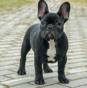 Perros Bulldog Francés en venta