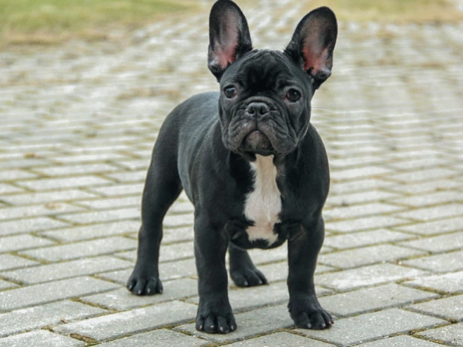 French Bulldog puppy for sale
