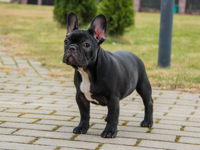 French Bulldog puppy for sale