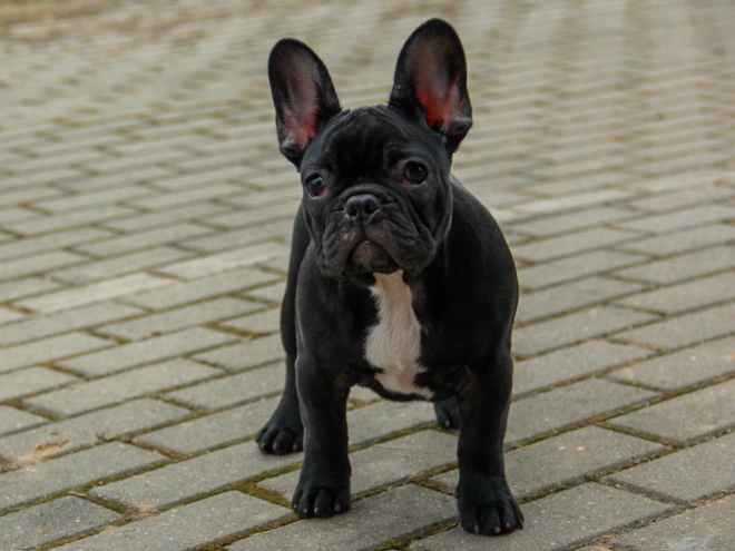 French Bulldog puppy for sale