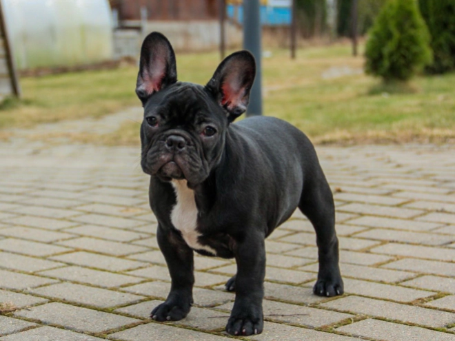 French Bulldog puppy for sale