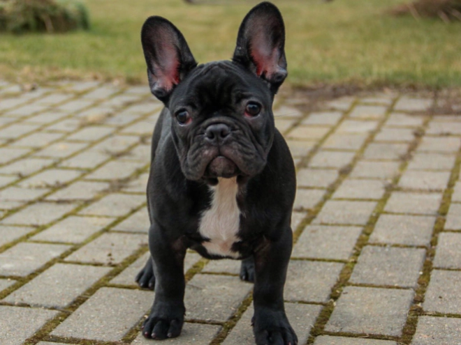 French Bulldog puppy for sale