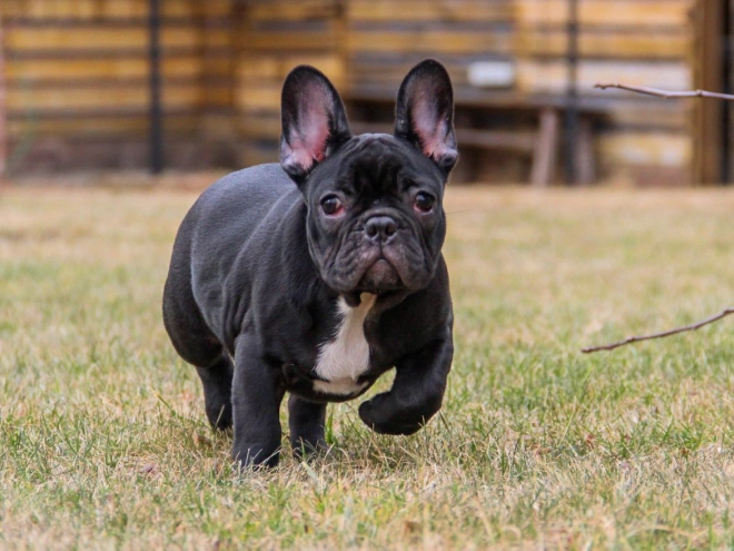 French Bulldog puppy for sale