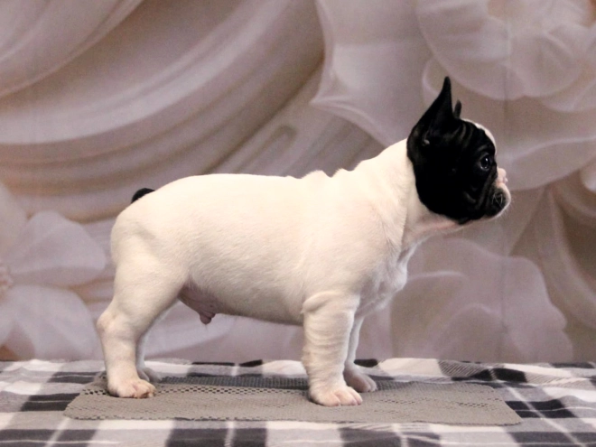 French Bulldog puppy for sale