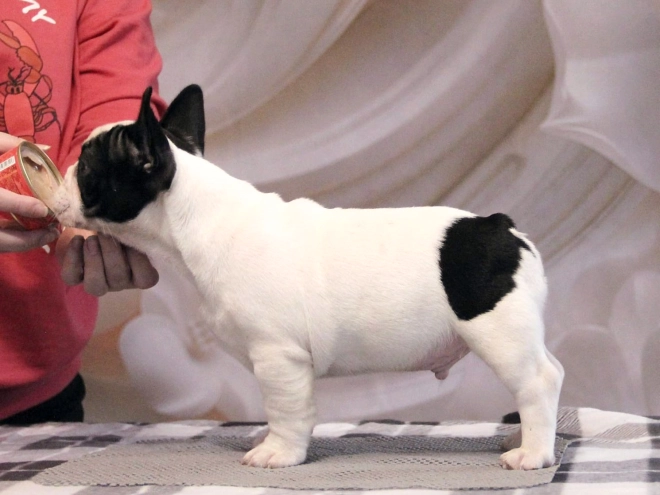 French Bulldog puppy for sale