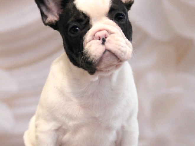 French Bulldog puppy for sale