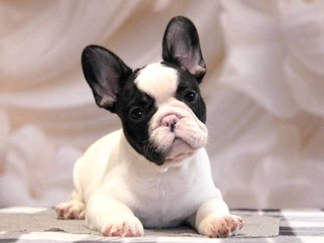 French Bulldog puppy for sale