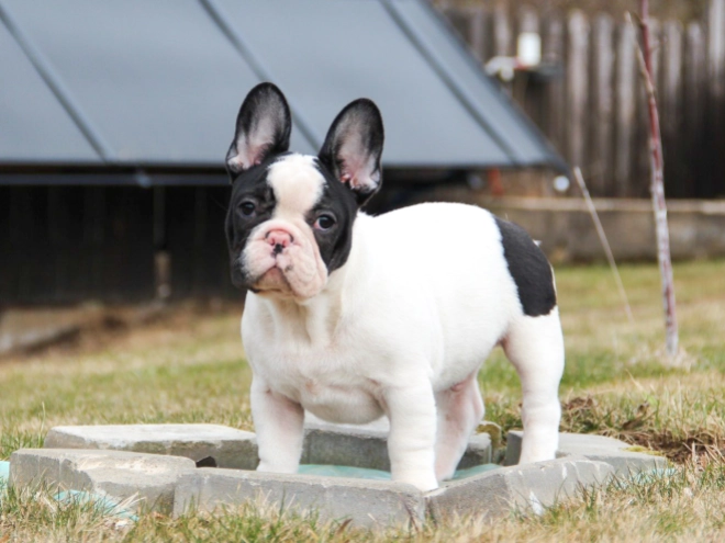 French Bulldog puppy for sale