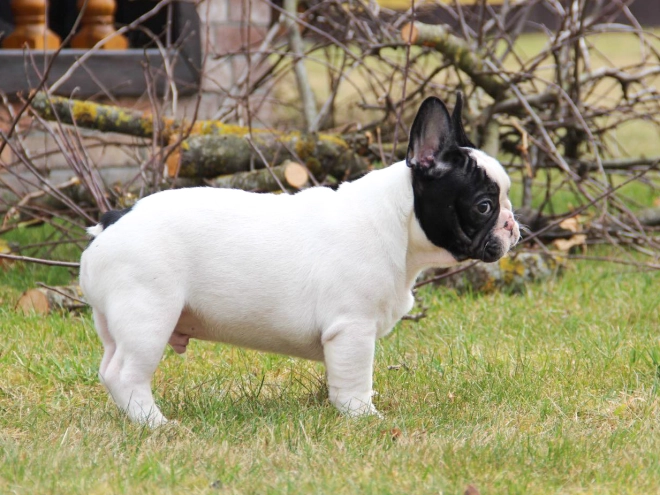 French Bulldog puppy for sale