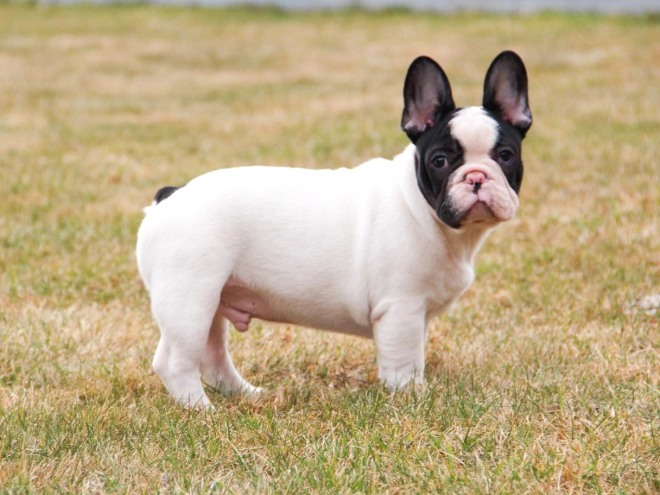 French Bulldog puppy for sale