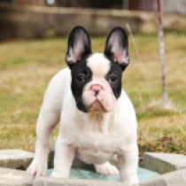 Perros Bulldog Francés en venta