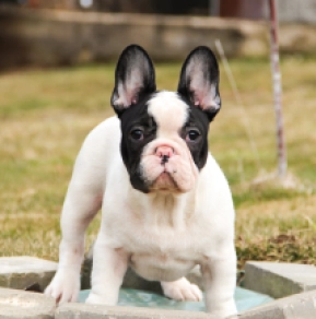 French Bulldog puppy for sale
