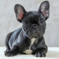 Paris, brindle Französische Bulldogge Welpen kaufen