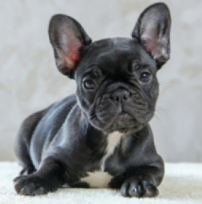 Perros Bulldog Francés en venta