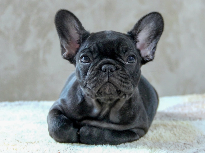 Französische Bulldogge Welpe kaufen