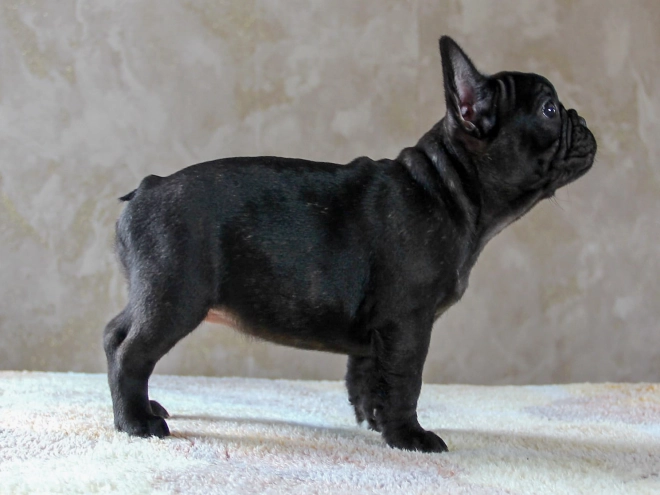 Französische Bulldogge Welpe kaufen