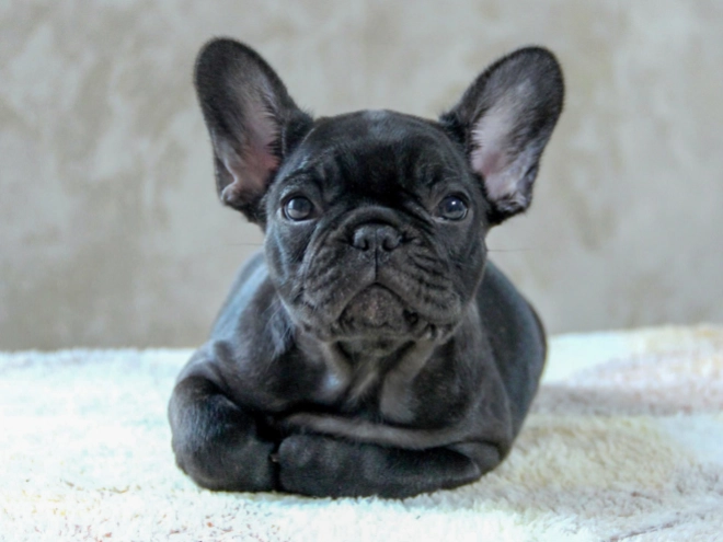 Französische Bulldogge Welpe kaufen
