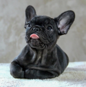Perros Bulldog Francés en venta